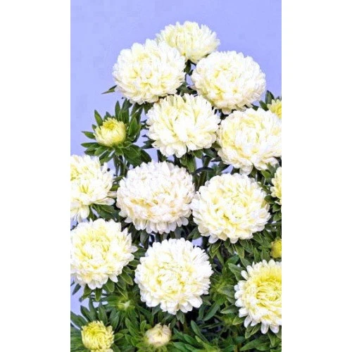 Семена Цветы Астра пионовидная Дюшес белая (УД) ЕП_2