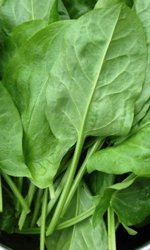 Семена Щавель Крупнолистный 0,25гр (УД) Е/П