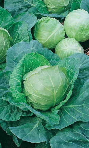 Семена Капуста белокочанная Золотой гектар 1432 0,3гр (УД) Е/П