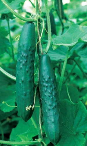 Семена Огурец Апрельский F1 10шт (УД) Е/П