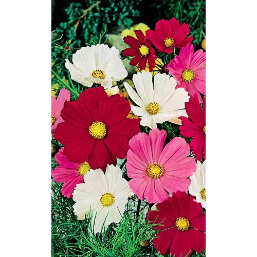 Семена Космея Сенсация Смесь 0,15гр (УД) Е/П