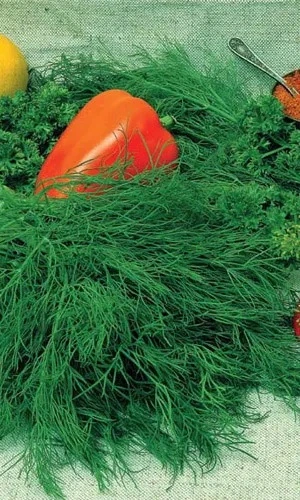 Семена Укроп Русский пушистый - душистый 1 гр (УД) Е/П