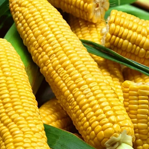 Семена Кукуруза Ранняя лакомка 121 5гр (МАРС) Б/П