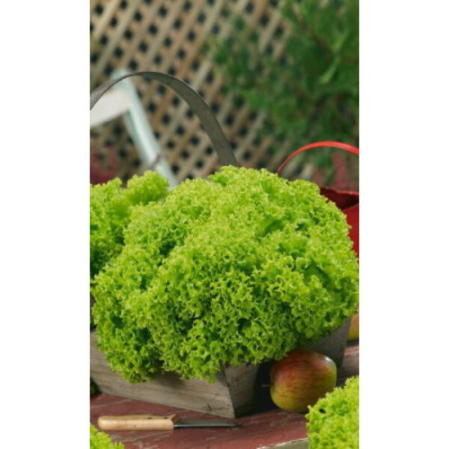 Семена Салат Танго 0,25гр (УД) Е/П